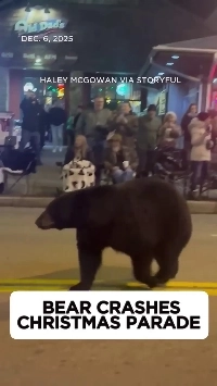 (SOUND)クリスマスストリートイベントに野生のクマが登場