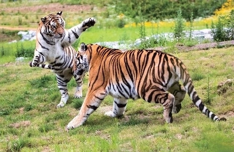 白頭大官虎のボムグン兄妹がじゃれ合う姿はとてもかっこよくて美しいです。