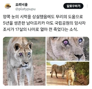 野生のライオン、視力を失いながらも天国のような生活を満喫し死亡