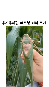 (SOUND)気持ち悪い）ベトナムのキリギリス実物大