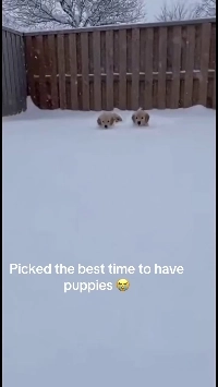 (SOUND)雪が降ったので子犬たちが庭に出て遊びました