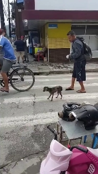 (SOUND)200万いいね、捨て犬救出動画.mp4