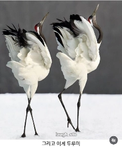 鶴と鶴の区別が難しい理由