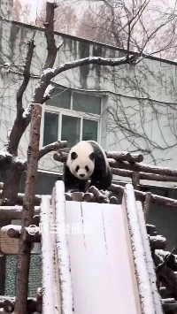 (SOUND)除雪作業をするパンダ