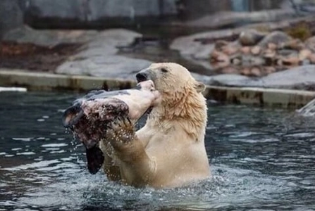 クマは牛が好き