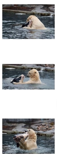 友人、恋人、乳牛、牛、麻酔