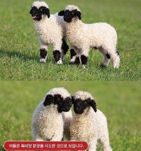 羊の格好をしてスペイン国境を越えようとした集団が逮捕された。jpg