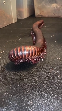 (SOUND)【激ムカデ】史上最高のムカデ(?)登場ㄷㄷ.swf