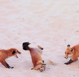 キツネが落ちるのを見たことがありますか？ .jpg