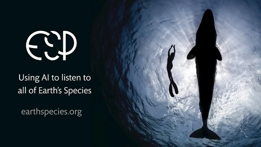 動物の言語を解釈しようとする科学界の試み