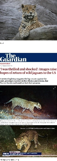 アメリカではめったに見られない珍しい動物