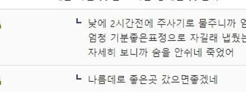 DCinは道を歩いているときにチンチラを拾いました。