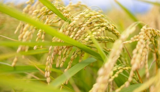 北朝鮮が農業できない決定的な理由