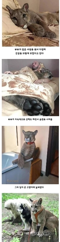 行き場のないピューマを夫婦が引き取る