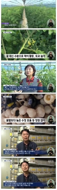 マルハナバチはミツバチに代わる昆虫になりました。jpg