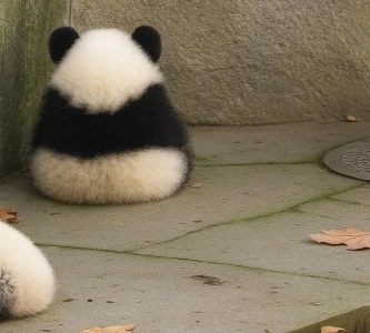 かわいい赤ちゃんパンダ Bbangdaengi.jpg