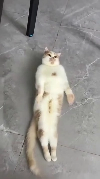 (SOUND)AIかどうか不明な踊る猫GIF。GIF