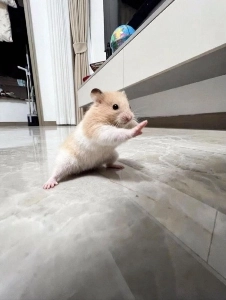 母が送ってくれた我が家ハムトリの最近の写真。