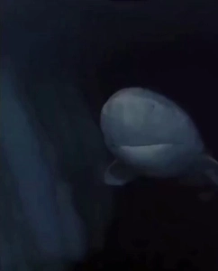 (SOUND)グリーンランドサメは何百年も生きる