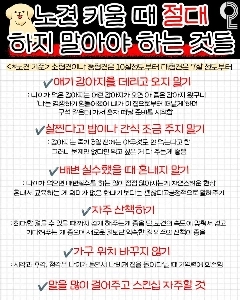 老犬を育てるときに絶対にしてはいけないこと
