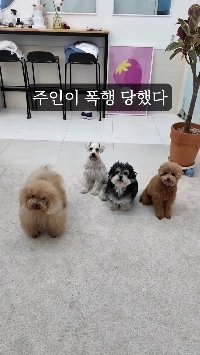 (SOUND)飼い主が殴られているのを見たときの犬の行動