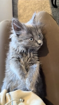 (SOUND)田舎の農場で廃油に落ちた猫.mp4