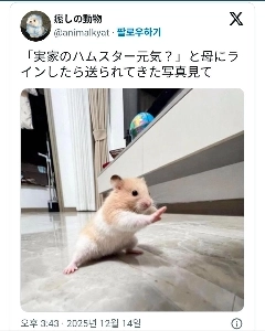 母にハムスターの様子を聞いたら写真を送ってくれました。