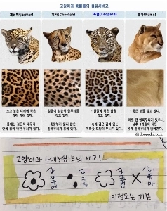 ジャガー、チーター、ヒョウ、クーガーのパターンの比較