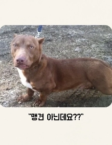 凶暴な犬なので口輪をつけてください。jpg