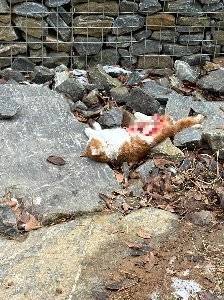 野良猫の虐待と殺害