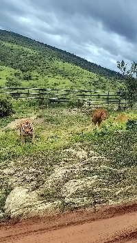 (SOUND)女性の前で顔を守る男性.mp4