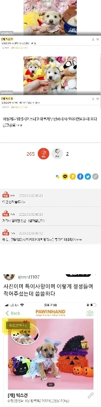 養子縁組が予定されたが安楽死させられた捨て犬。jpg