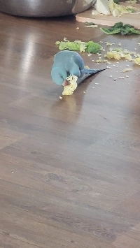 30年間インコを飼ってわかったこと