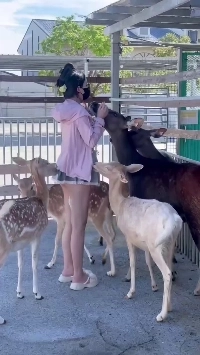 (SOUND)ㅇㅎ) 鹿に侵入された台湾人の妹