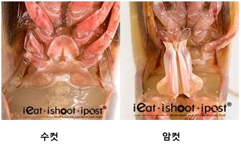 エビのオスとメスの見分け方