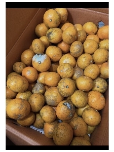 現在のスレッド: 済州青葉みかんがおかしくなる