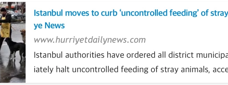 イスラム諸国では野良猫に餌をあげても大丈夫でしょうか?