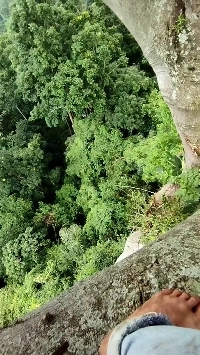 (SOUND)ウンコやおしっこにうんざりしたように木に登る人々
