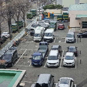 最近では車も交尾しているのでしょうか？