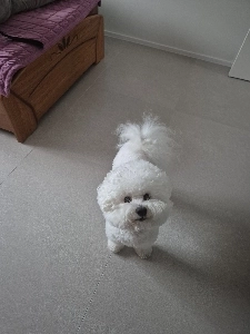 勇敢な子犬 Nuri.jpg