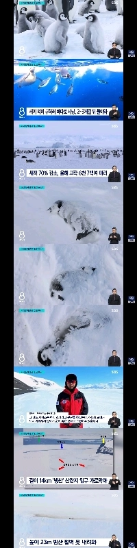 南極コールマン島の悲劇：コウテイペンギンの雛の70％が餓死