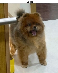 チュ・ウジェが育てたポメ