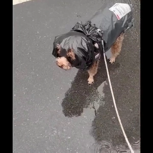 (SOUND)お母さんはお金がなくてごめんなさい。mp4