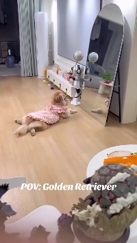 (SOUND)自分をかわいいと思っているゴールデンレトリバー.mp4