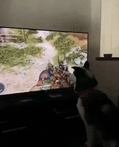 飼い主がゲームをしているのを見守る犬.gif