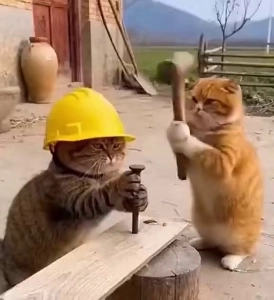 (SOUND)最近の猫たちは何をしているのか