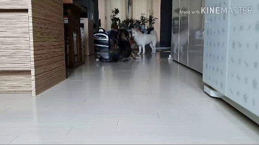 (SOUND)ビッグサプライズサプライズ警告>ㅁ<)2匹の子犬と.mp4