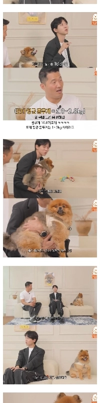 チュ・ウジェの犬はポマイン犬だと思って連れてこられた。