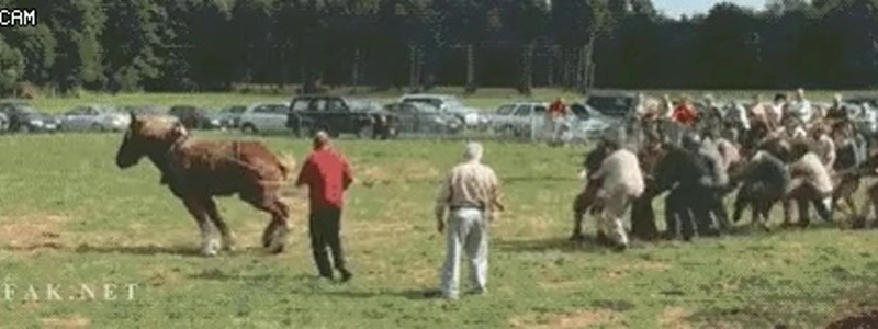 馬と人間の出力の違い…gif