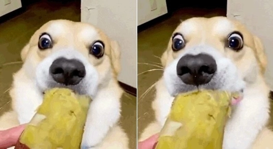 コンビニでサツマイモが売られているのを見つけた犬。